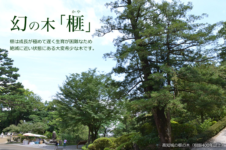 幻の木 榧