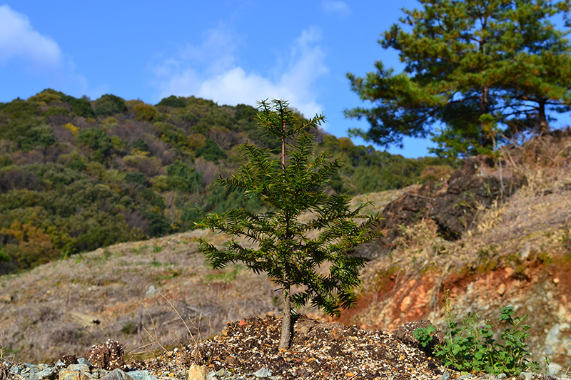 榧の苗木を植樹