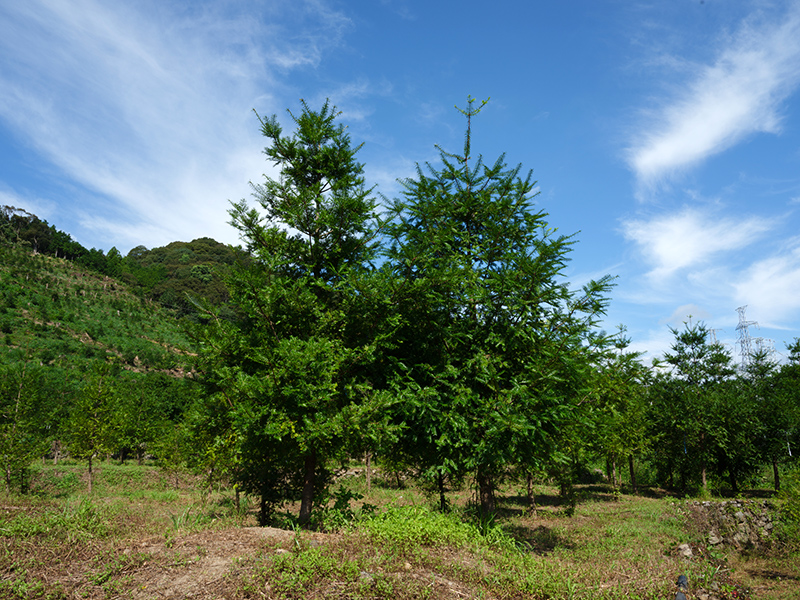 高知城の榧の木　樹齢400年