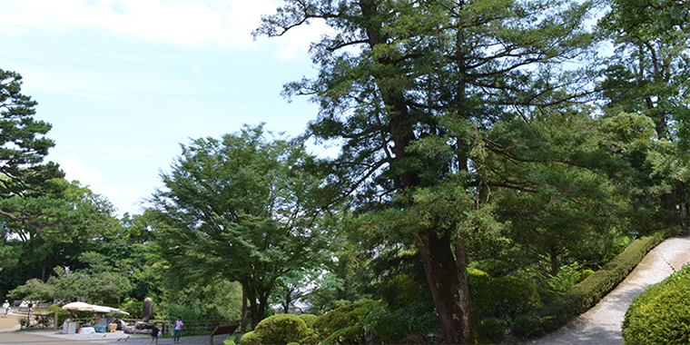 高知城の榧の木