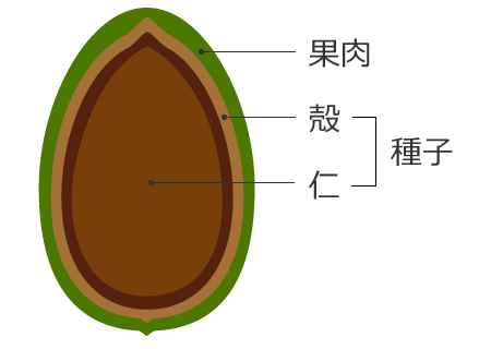 榧の実の断面図