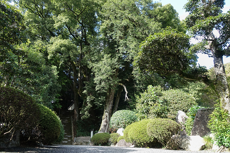 大興寺の榧の木