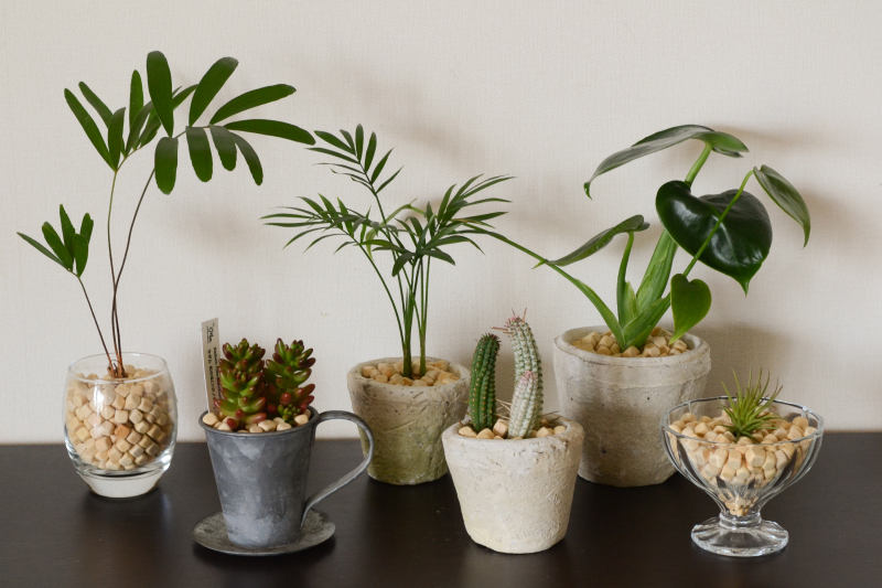 色々な植物の鉢に土隠しとして榧ウッドチップを敷いたもの