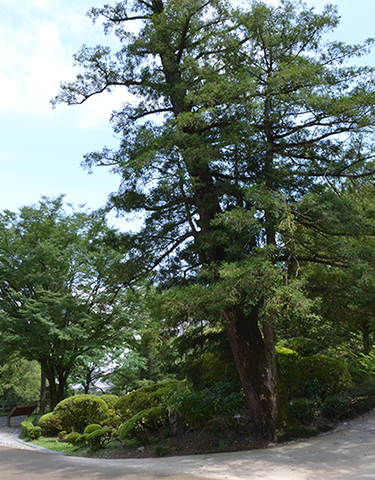 高知城の榧の木