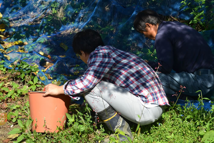 榧の実の収穫