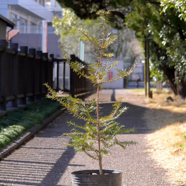 榧の苗(かやの木) 実生6~7年生