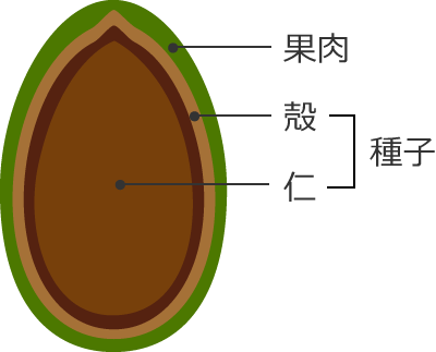榧の実の断面図
